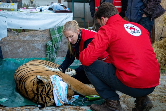 Ukraine: Misshandelter Tiger in niederländisches Grosskatzenschutzzentrum überstellt