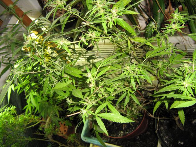 POL-H: Cannabis-Indoorplantage aufgefunden                          Levester Straße / Oberricklingen