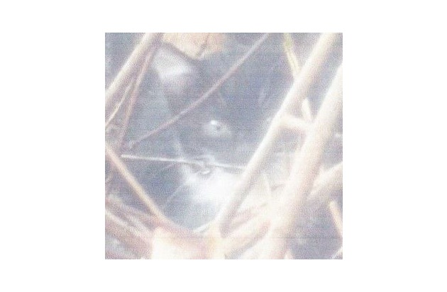 LPI-NDH: Katzenwelpen ausgesetzt - Polizei sucht Zeugen