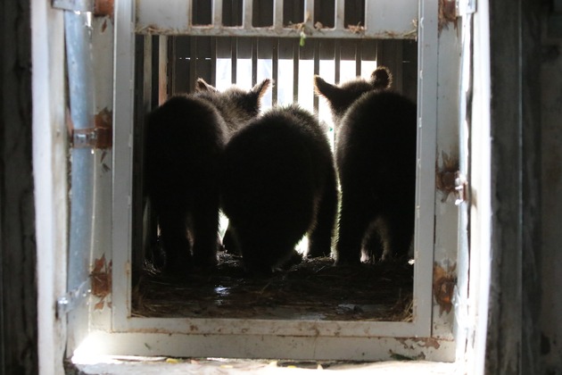 VIER PFOTEN bringt sechs Monate alte Braunbären in Tierschutzzentrum