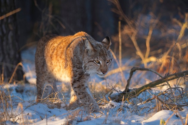 Mit Pinselohren für gutes Hören in der Region: HörPartner verlängern Tierpatenschaft für Luchse Ludwig und Lunabell im Wildpark Schorfheide