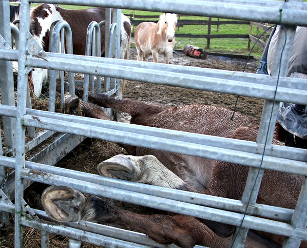 FW-E: Tierrettung in Essen-Kupferdreh, 18 Jahre alte Stute mit Hufen in Futterraufe verklemmt