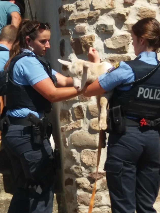 POL-KS: Tierischer Einsatz in Wolfsanger: Polizisten fangen ausgebüxte Ziegen ein