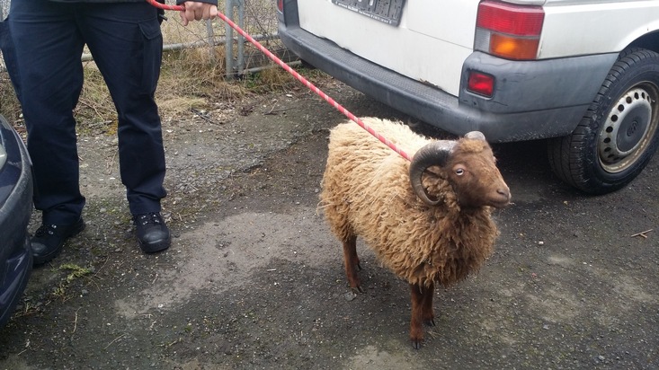 POL-GÖ: (144/2016)  Ohne Futter und Wasser - Unbekannte sperren kleinen Schafbock in Gebrauchtwagen, Polizei ermittelt, Tierbesitzer gesucht