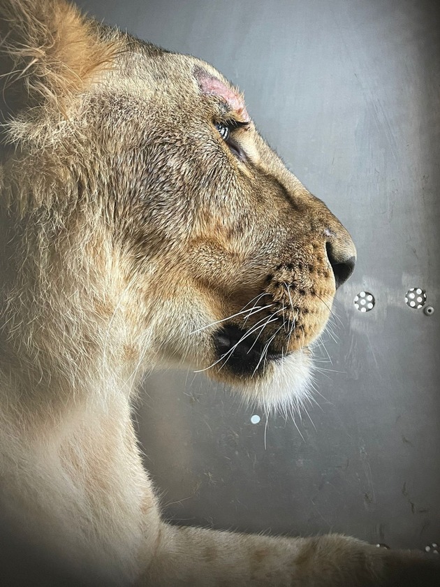 Ukraine: une lionne échappée d’un élevage illégal est transférée dans un centre adapté aux Pays-Bas
