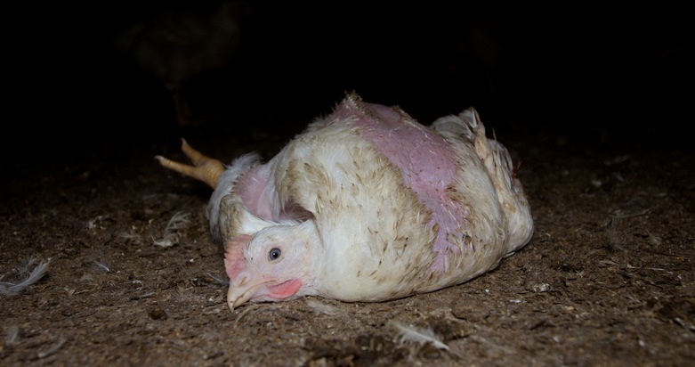 Albert Schweitzer Stiftung für unsere Mitwelt: Fleischskandal bei Lidl / Recherchen belegen Tierquälerei für Hühnerfleisch von Lidl