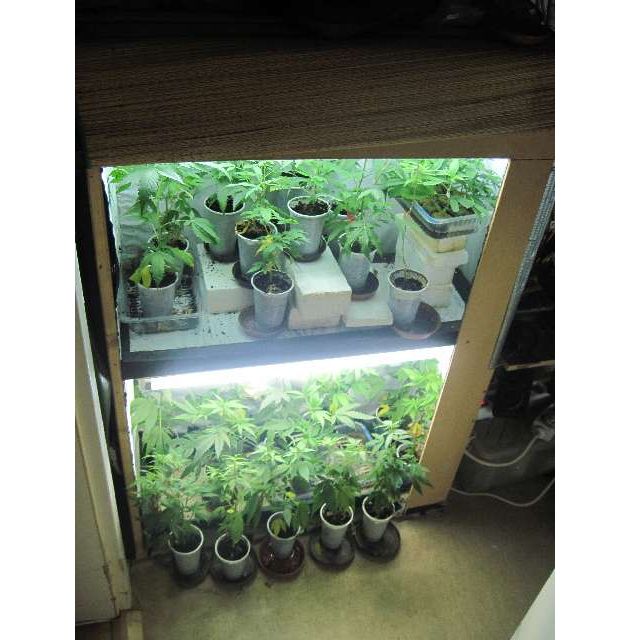 POL-H: Indoorplantage in Wohnung entdeckt