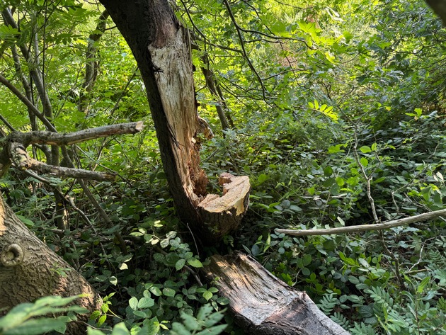 FW-AUR: Baum droht auf Radweg zu fallen