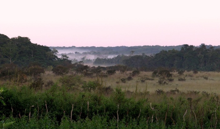 Communiqué de presse: Étude mondiale : le potentiel de la végétation naturelle est plus diversifié que prévu