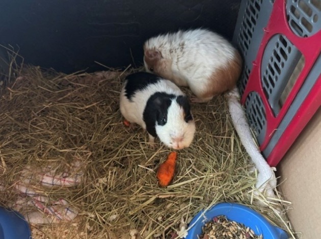 POL-SE: Norderstedt - Unbekannte setzen zwei Meerschweinchen auf einem Feld aus - Polizei sucht Zeugen