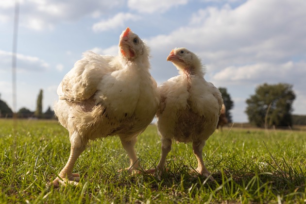 Zwei Masthühner haben Glück: Wie Didi und Kendra der Lidl-Hölle entkamen