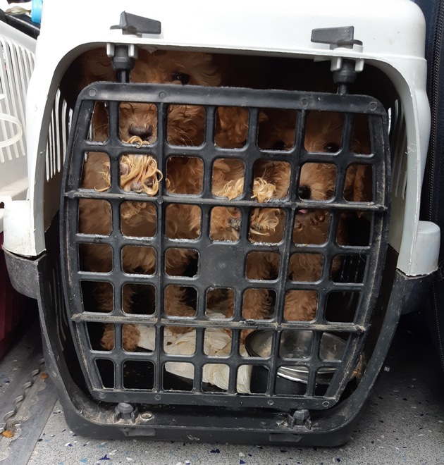 BPOLI C: Bundespolizei stoppt Hundetransport