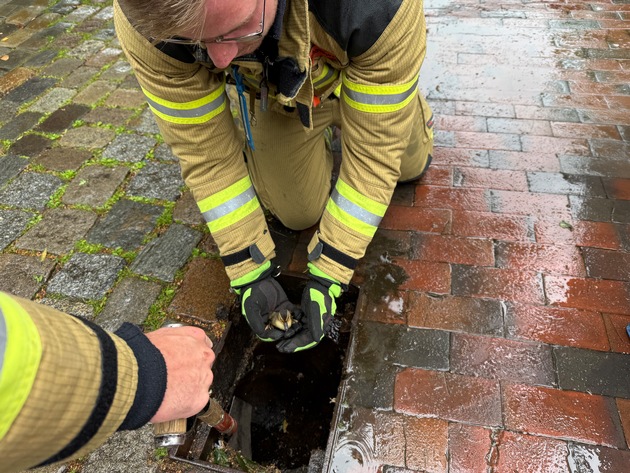 FW Osterholz-Scharm.: Feuerwehr rettet Entenküken