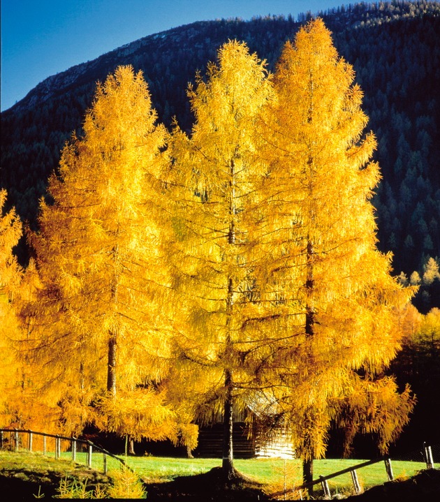 Genussherbst am Mieminger Plateau - die goldene Jahreszeit kulinarisch erleben - BILD