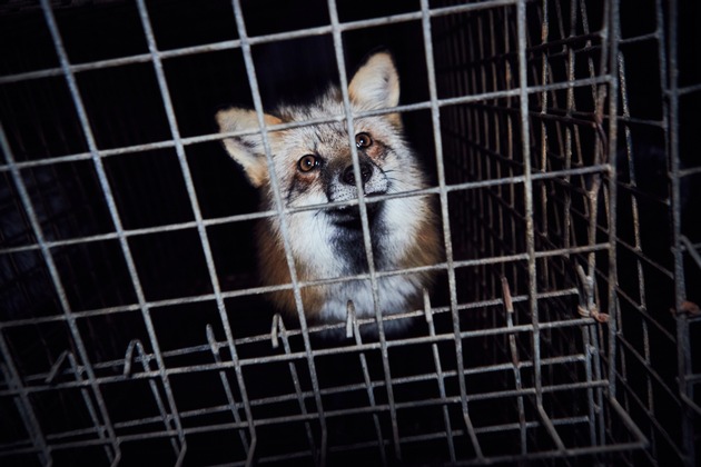 VIER PFOTEN erhält prominente Unterstützung gegen tierquälerischen Echtpelz 