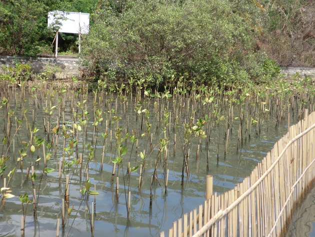 Internationale Studie: Angepflanzte Mangroven speichern in bis zu 40 Jahren 75% des Kohlenstoffs natürlicher Mangrovenwälder