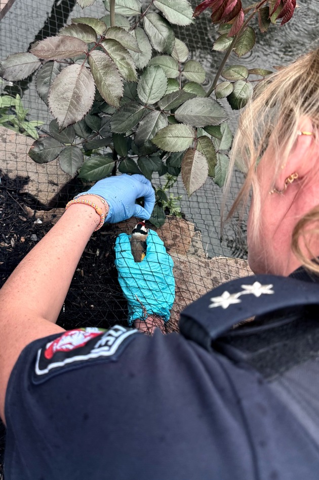 POL-UN: Schwerte - B&uuml;rgerin meldet Vogel in Not - Polizisten retten das Tier
