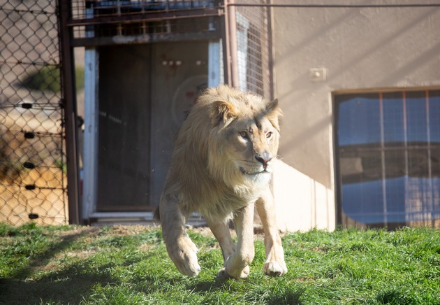 Fünf gerettete Löwengeschwister aus Rumänien erreichen neues Zuhause in Südafrika