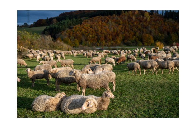 "Tricoter avec le coeur" - QUATRE PATTES sort son classement des marques de laine exempte de mulesing