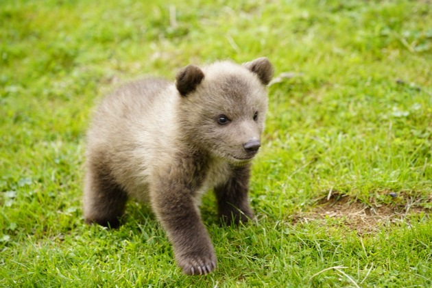 Sur internet, un ourson albanais proposé à la vente pour 5’000 euros