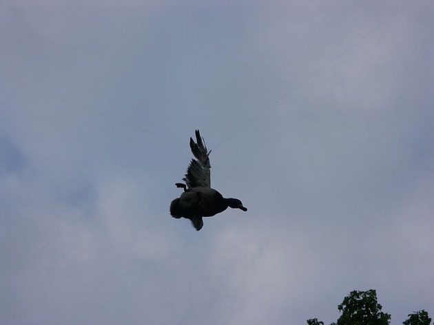 POL-NI: Ente aus verfaenglicher Situation gerettet -Bilder im Download -