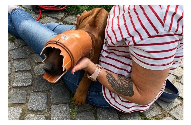 FW-BO: Feuerwehr befreit neugierigen Hundewelpen aus Kunststoffrohr