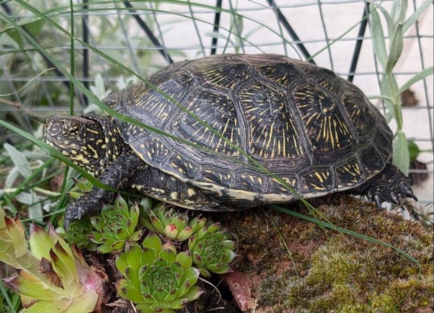 POL-PPMZ: Mainz - die Geschichte hinter der Schildkröte