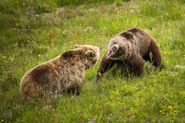 Rangaufteilung unter Bärenweibchen – im Arosa Bärenland trifft Jambolina zum ersten Mal auf Bärin Amelia