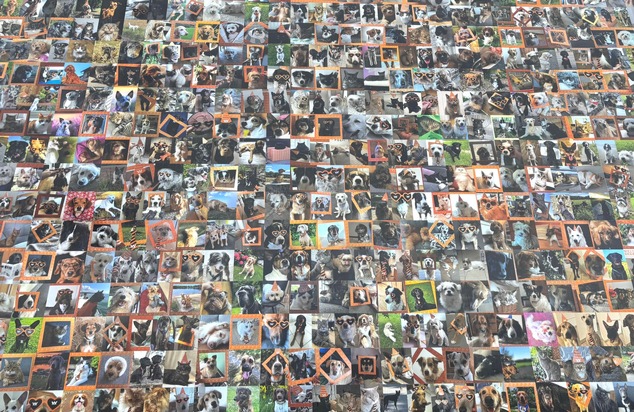 Riesiger RID-Weltrekord für Haustierliebhaber und Haustierliebhaberinnen – die »Vet-Concept GmbH & Co. KG« schmückt komplette 1.251,47 Quadratmeter große Hallenwand mit »größter digital erzeugter Fotocollage aus Haustierporträts«