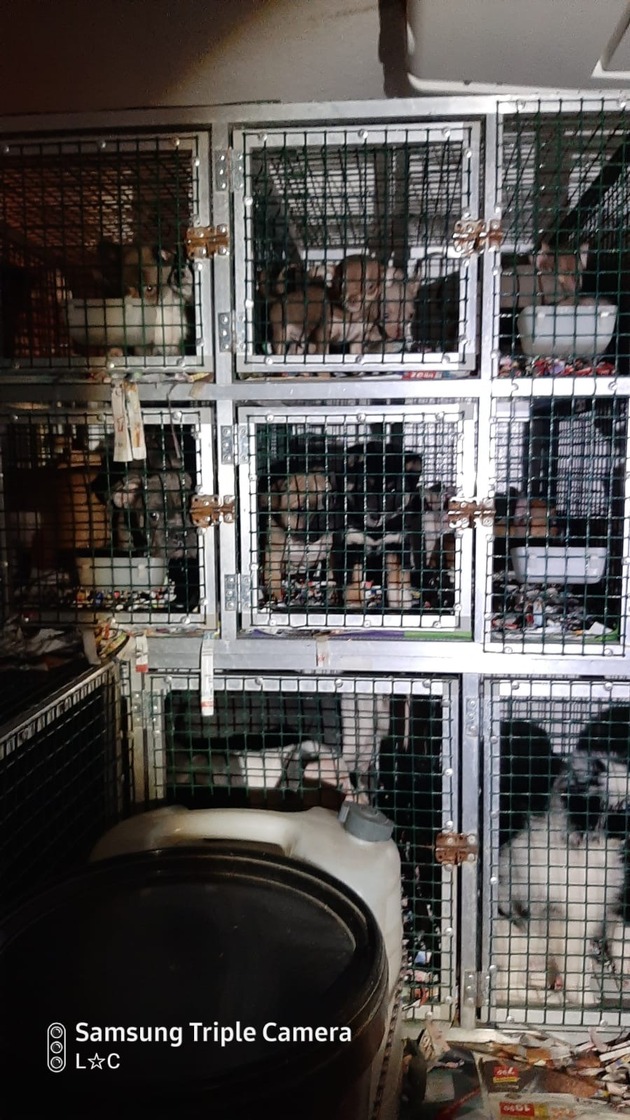 PM - Amtsveterinär entscheidet: 15 Welpen sollen zurück zur illegalen Tierhändlerin