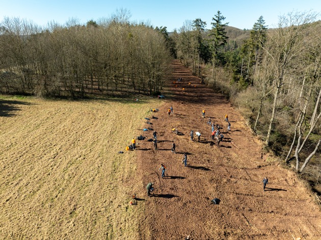 OBI Azubis packen an: 1.000 neue Bäume für die Eifel