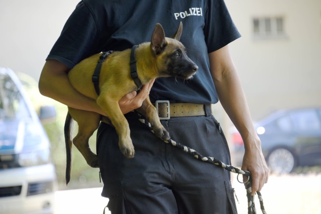 POL-E: Essen/Mülheim a.d. Ruhr: Die Polizei Essen und Mülheim a.d. Ruhr bekommt tierische Unterstützung - acht Wochen alter Welpe wird zum Polizeihund ausgebildet