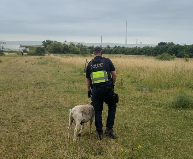 POL-K: 250627-3-K/BAB: Erfolgreiche Tierrettung - Autofahrer sichern Schaf auf der BAB 1 und übergeben es der Polizei