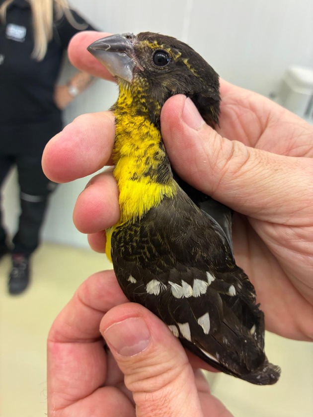 HZA-M: Zoll entdeckt seltene Singvögel