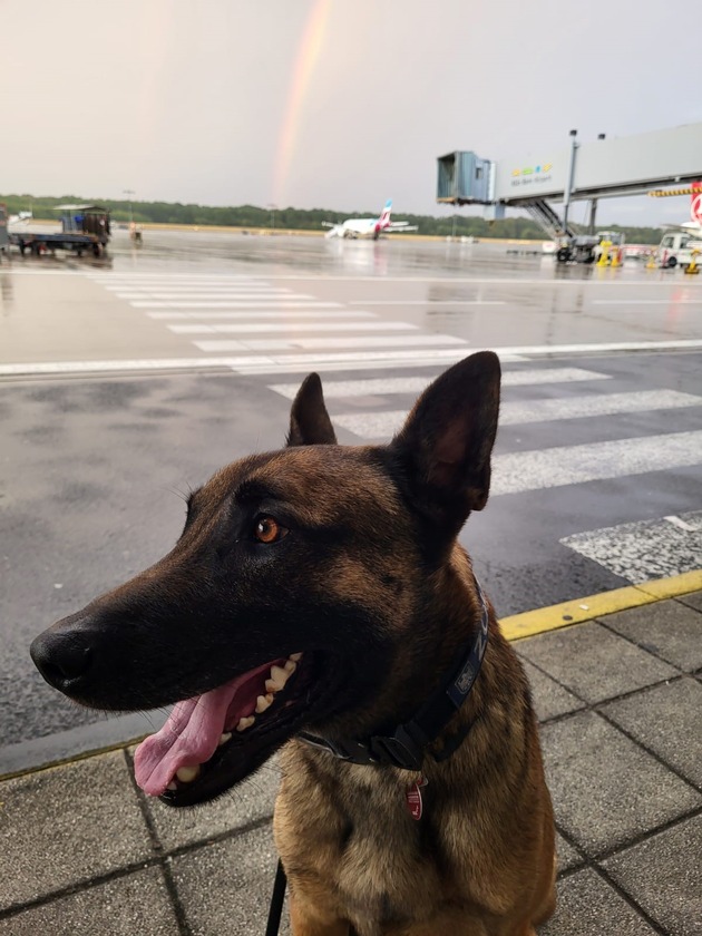 HZA-K: Zollspürhund Joep landet Volltreffer am Flughafen Köln / Knapp 44.000 unversteuerte Zigaretten und rund 1.000 unversteuerte Zigarren in nur einer Nacht in Paketen erschnüffelt