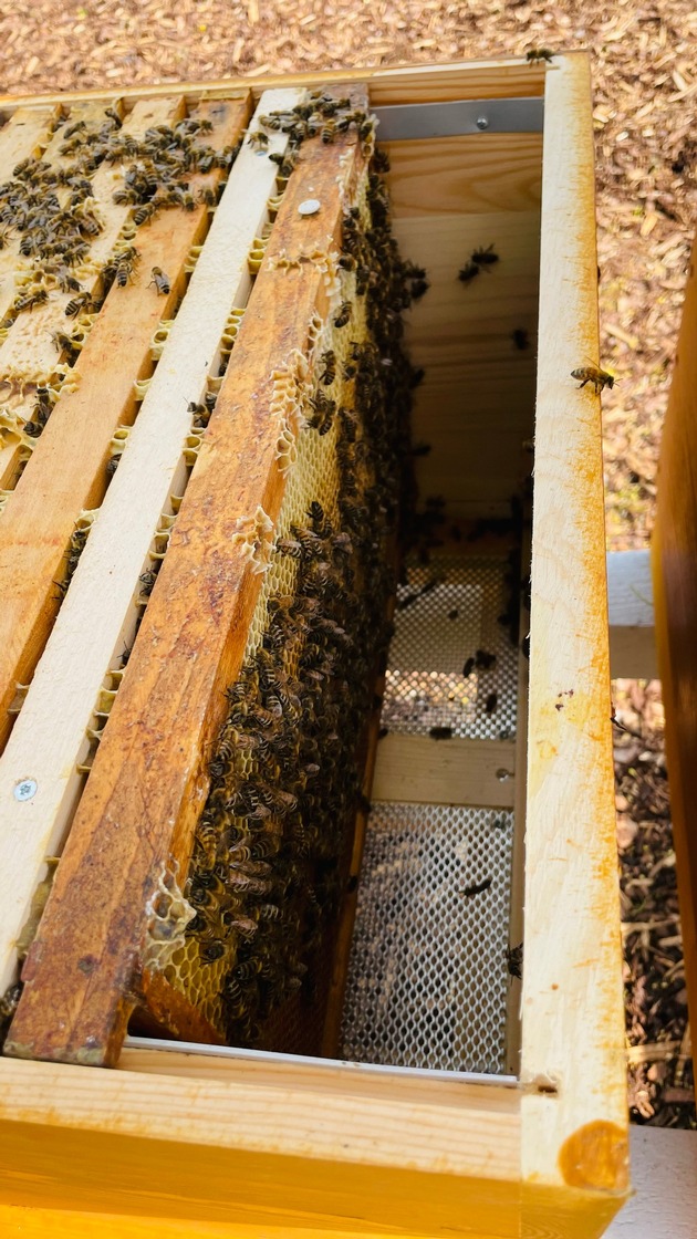 Die Kaufland „Azubees“ vom Fleischwerk in Heilbronn: Azubi-Projekt mit 250.000 Bienen