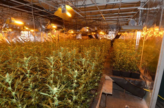 POL-D: Düsseldorfer Drogenfahnder heben riesige Cannabisplantage aus - 2.500 Pflanzen und fast 50 Kilo Marihuana sichergestellt - Ermittlungen laufen auf Hochtouren - Bilder hängen an