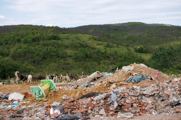 Zwischen Abfall und &Uuml;berleben: Kosovos Streunerhunde
