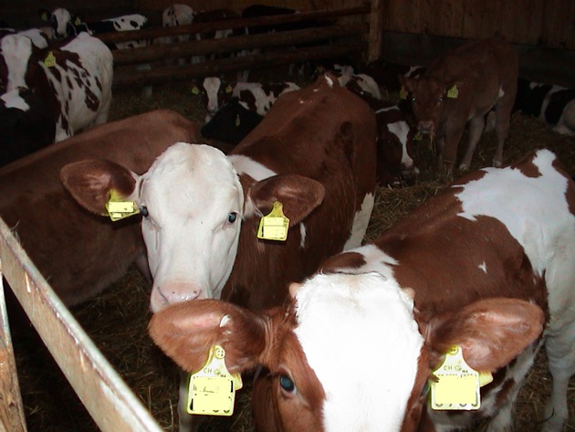 Vier Pfoten: Schlachthöfe stiften zu Tierquälerei an - Strafanzeige gegen &quot;weisses&quot; Kalbfleisch