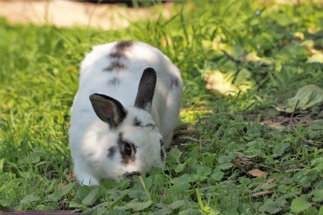 Le lapin: un animal adorable mais exigeant