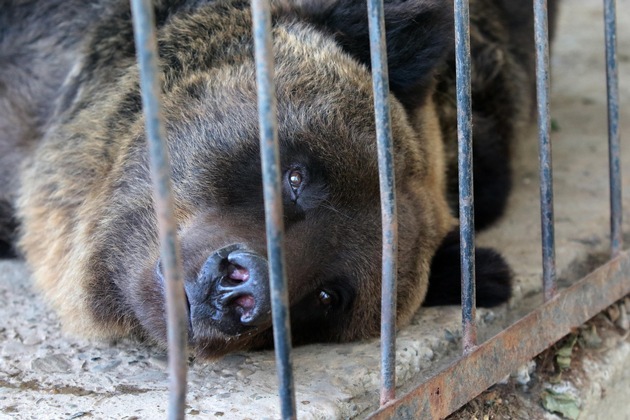 En Ukraine, après 17 ans de captivité, une ourse est sauvée par QUATRE PATTES