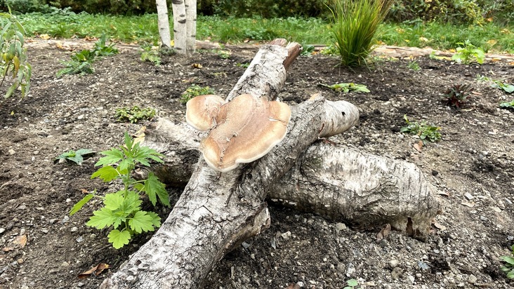 Reinickendorf: Neuer Anreiz, Biodiversität im AVA-Kiez zu erleben 🌿🌸🐝