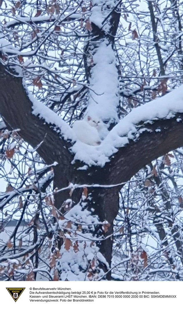 FW-M: Weiße Katze im verschneiten Baum (Allach)