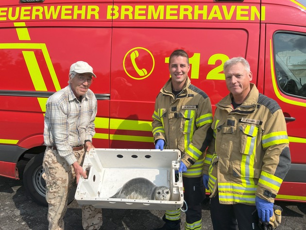 FW Bremerhaven: Tierrettung an der Deichpromenade - Junger Seehund in Sicherheit gebracht