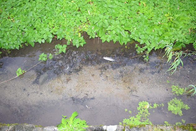 POL-HM: Durch Gewässerverunreinigung: tote Fische im Bachlauf bei Lauenstein