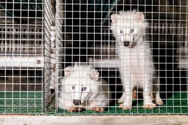 Le Parlement letton interdit l’élevage d’animaux à fourrure