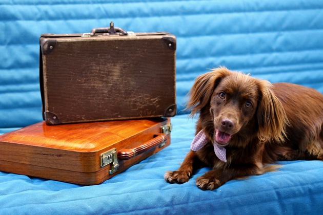 Entspannte Ferien für Vierbeiner / Der VIER PFOTEN-Ratgeber für eine stressfreie Reise mit Haustieren