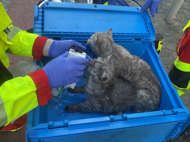 FW-DO: Wohnungsbrand in Dortmunder Innenstadt-Eine Person und zwei Katzen verletzt