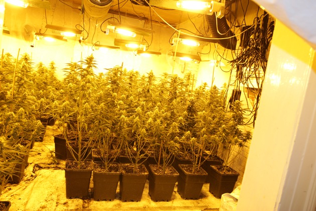 POL-HR: Professionelle Cannabisplantage mit rund 1100 Pflanzen bei Hausdurchsuchung entdeckt - zwei Tatverd&auml;chtige in Untersuchungshaft
