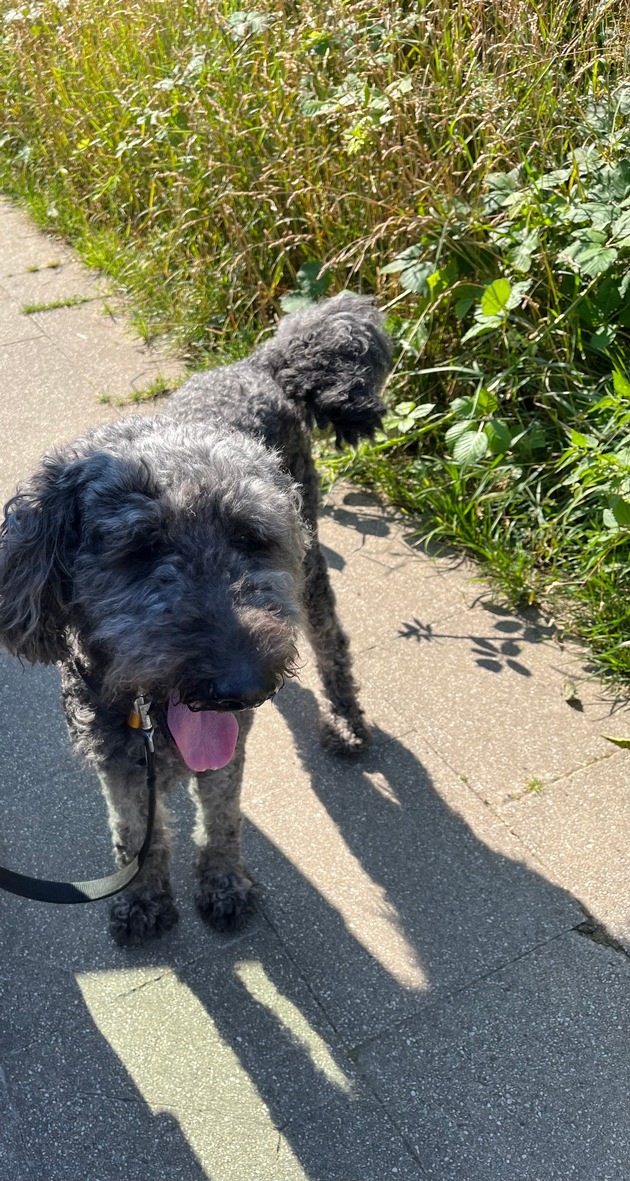 POL-E: Essen: Polizei rettet zurückgelassenen Hund aus überhitztem Auto